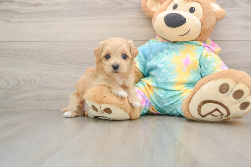 Sweet Maltipoo Baby