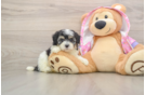Best Maltipoo Baby