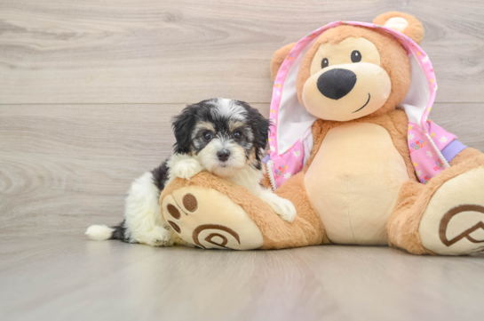Best Maltipoo Baby