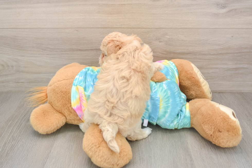 Best Maltipoo Baby