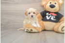 Friendly Maltipoo Baby