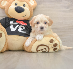 8 week old Maltipoo Puppy For Sale - Lone Star Pups