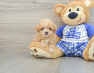 8 week old Maltipoo Puppy For Sale - Lone Star Pups