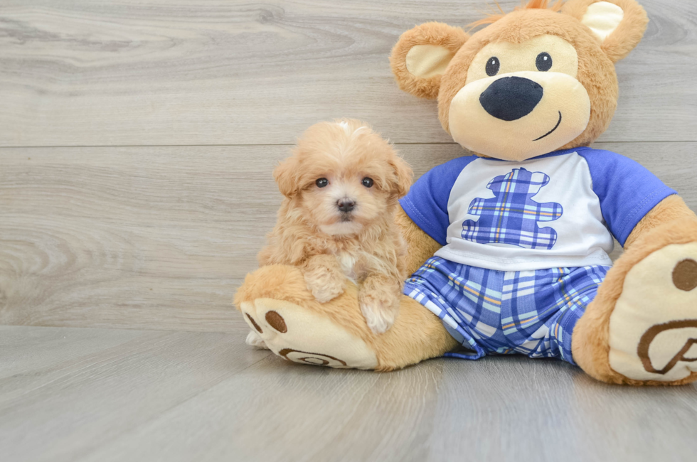 8 week old Maltipoo Puppy For Sale - Lone Star Pups