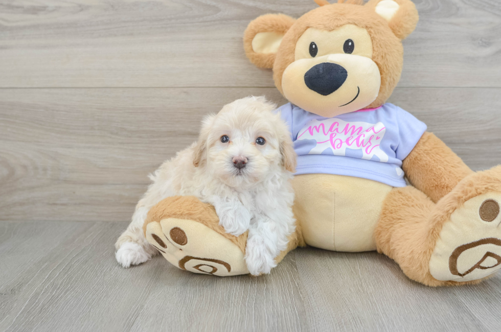 5 week old Maltipoo Puppy For Sale - Lone Star Pups