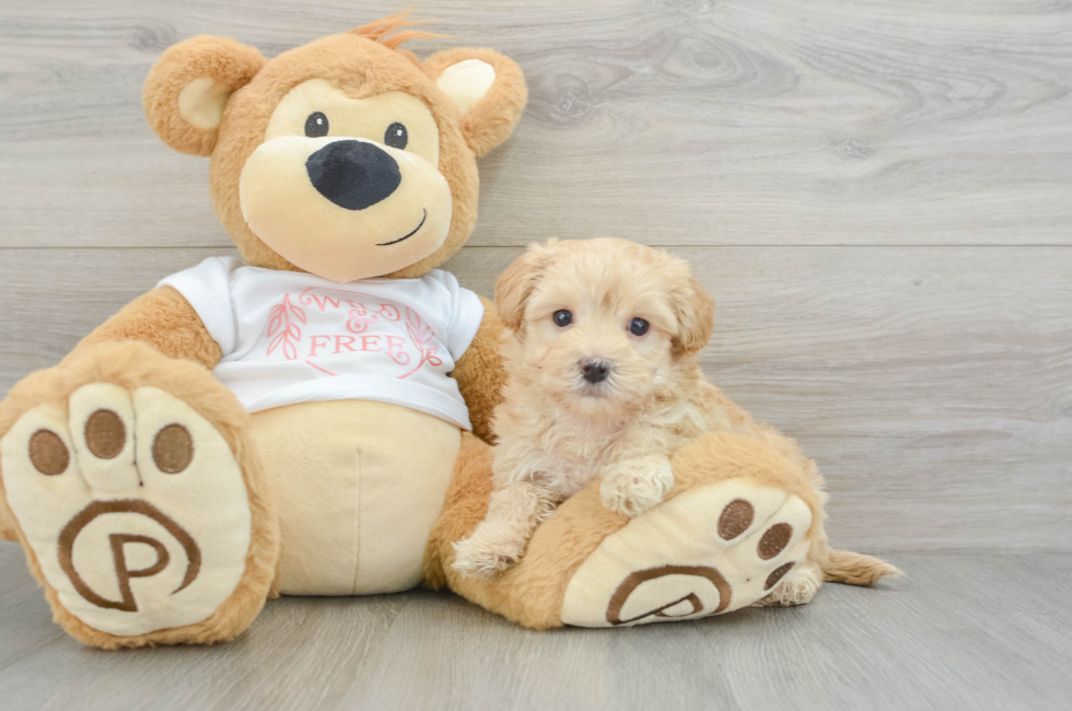 7 week old Maltipoo Puppy For Sale - Lone Star Pups