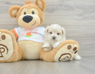 8 week old Maltipoo Puppy For Sale - Lone Star Pups