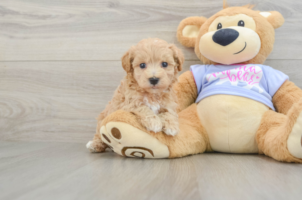 5 week old Maltipoo Puppy For Sale - Lone Star Pups