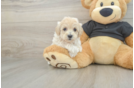 Happy Maltipoo Baby