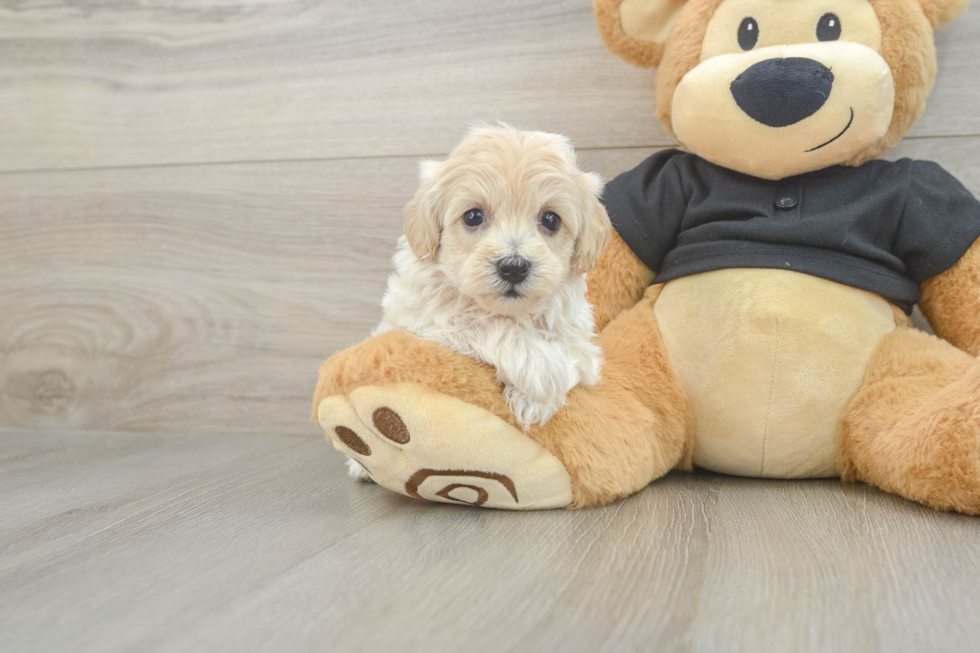 Happy Maltipoo Baby