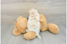 Petite Maltipoo Poodle Mix Pup