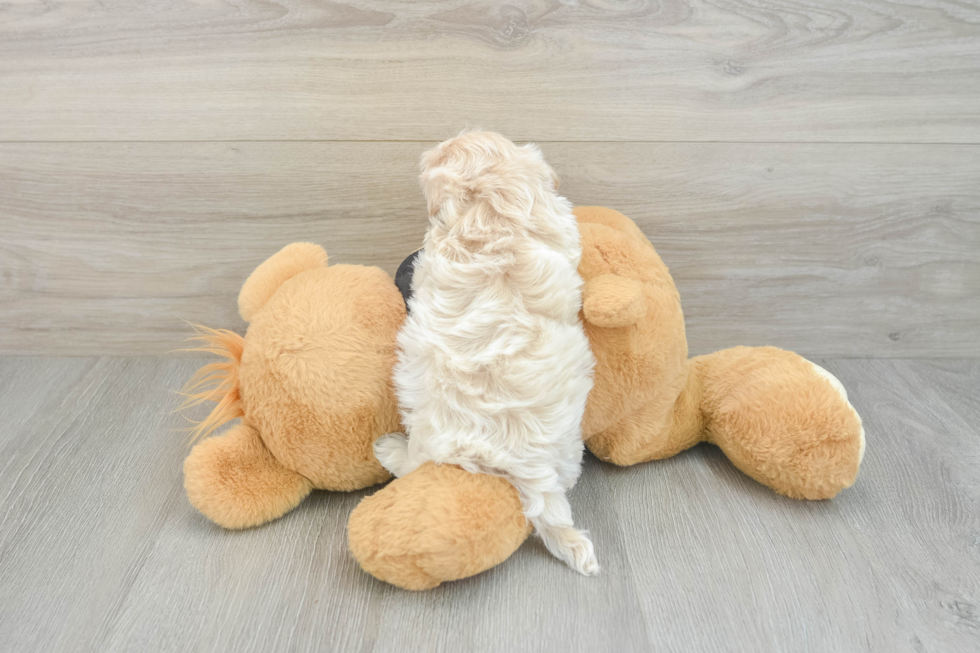 Petite Maltipoo Poodle Mix Pup
