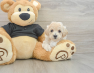 8 week old Maltipoo Puppy For Sale - Lone Star Pups