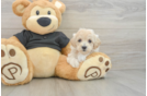 Funny Maltipoo Poodle Mix Pup
