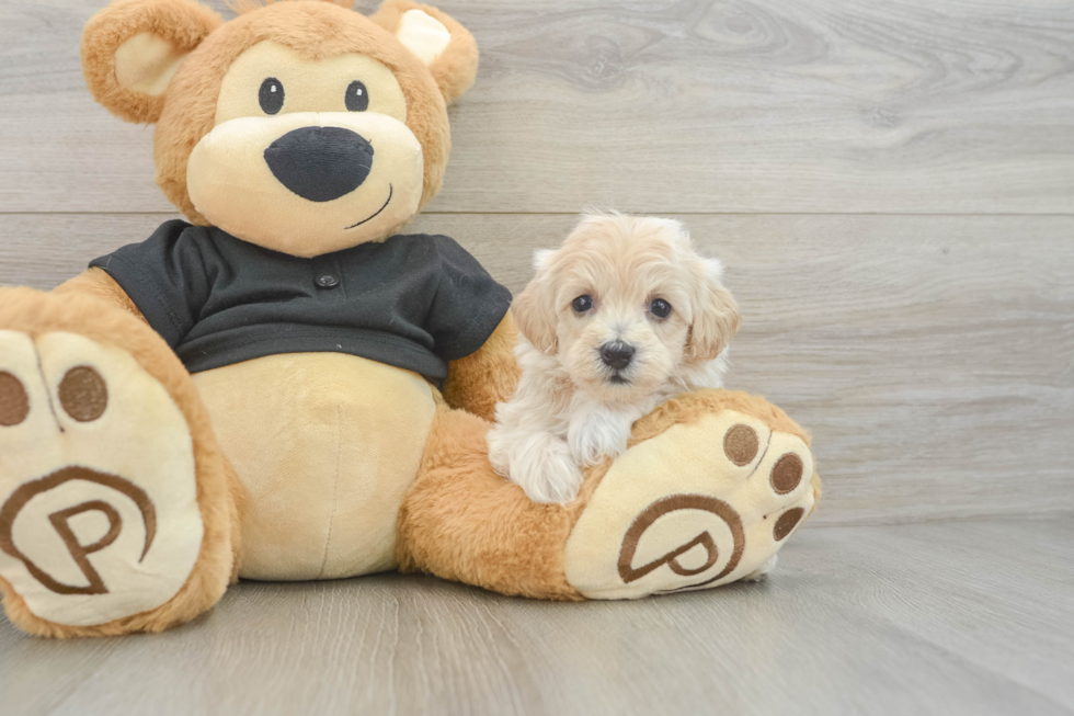 Funny Maltipoo Poodle Mix Pup