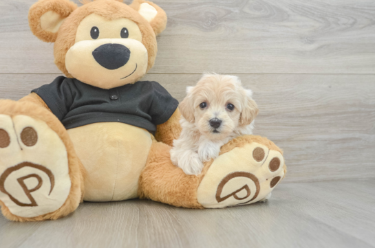 Funny Maltipoo Poodle Mix Pup