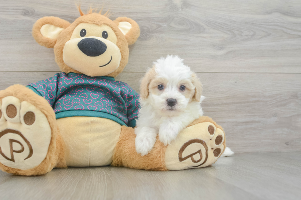 5 week old Maltipoo Puppy For Sale - Lone Star Pups