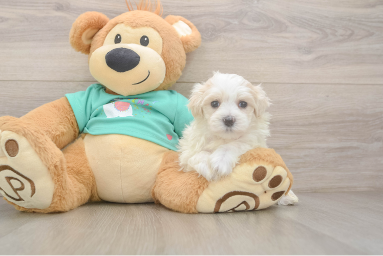 Best Maltipoo Baby