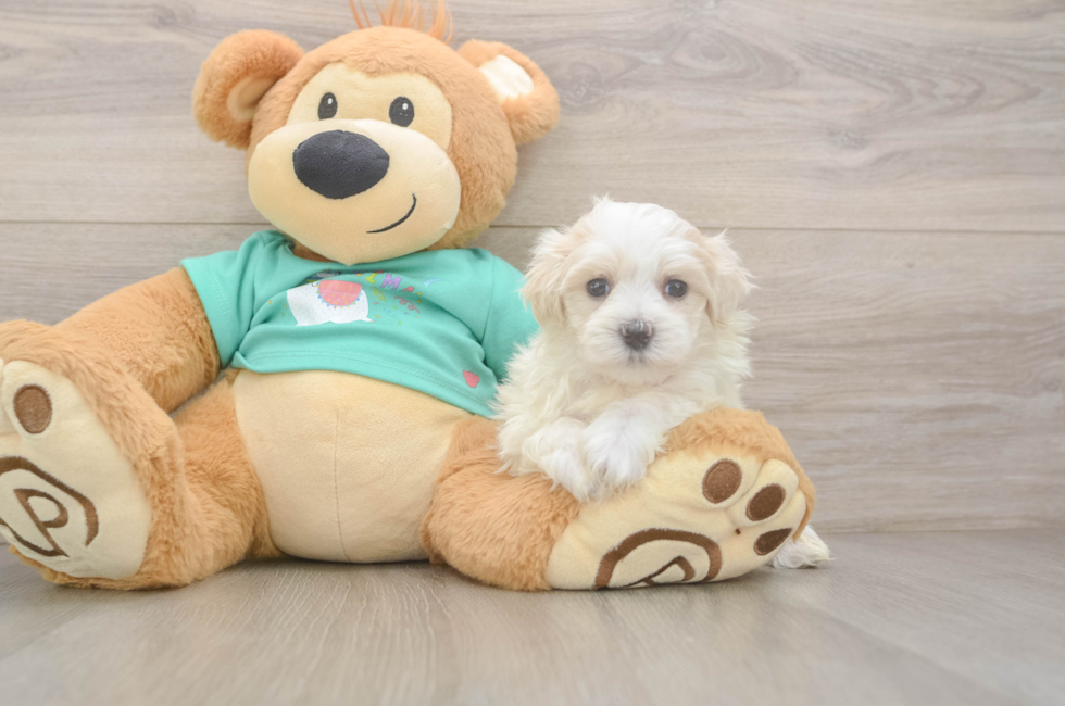 5 week old Maltipoo Puppy For Sale - Lone Star Pups