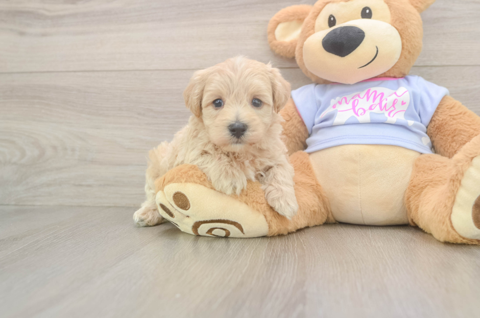 5 week old Maltipoo Puppy For Sale - Lone Star Pups