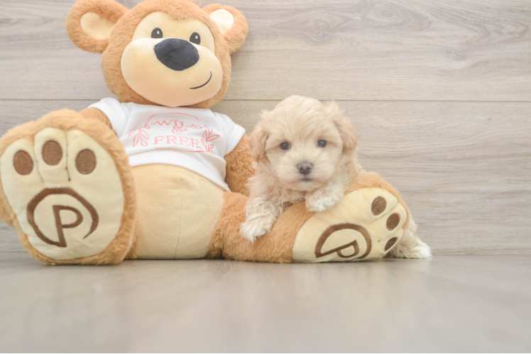Petite Maltipoo Poodle Mix Pup