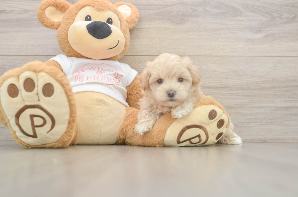 6 week old Maltipoo Puppy For Sale - Lone Star Pups