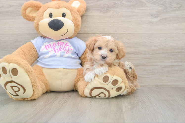 Happy Maltipoo Baby