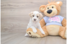 Maltipoo Puppy for Adoption
