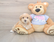 8 week old Maltipoo Puppy For Sale - Lone Star Pups