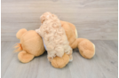 Maltipoo Puppy for Adoption