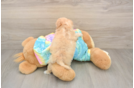 Smart Maltipoo Poodle Mix Pup
