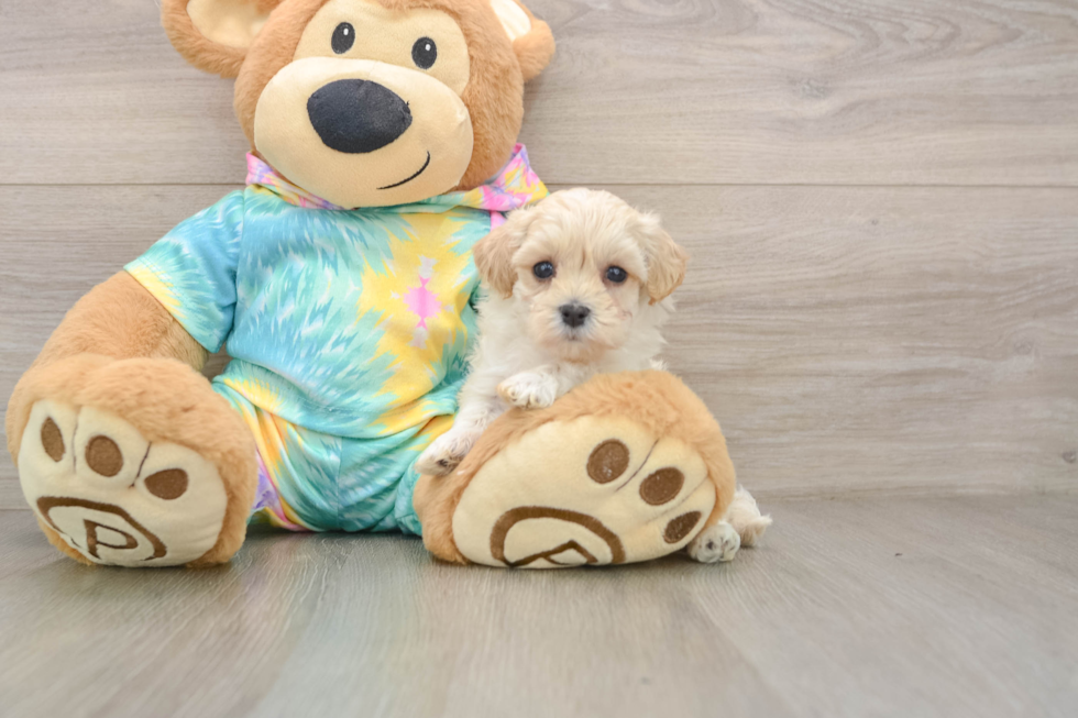 Friendly Maltipoo Baby