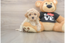 Maltipoo Pup Being Cute