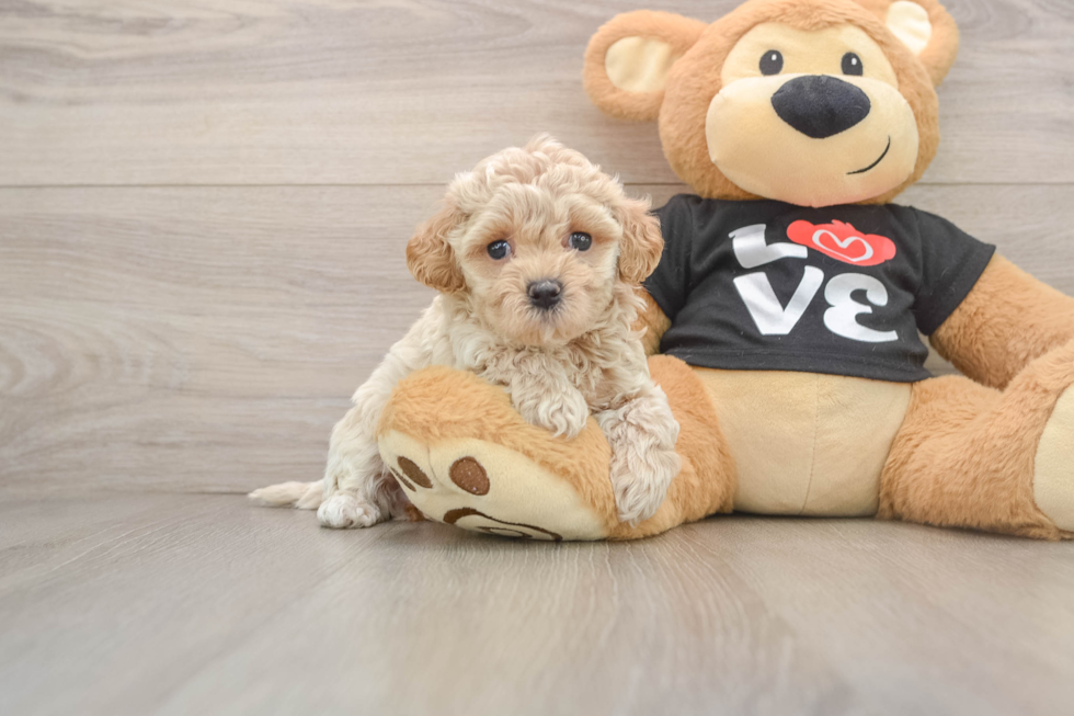 Maltipoo Pup Being Cute