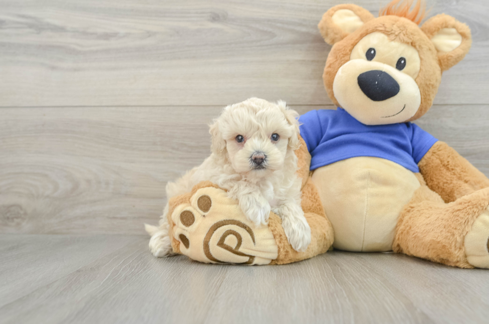 8 week old Maltipoo Puppy For Sale - Lone Star Pups