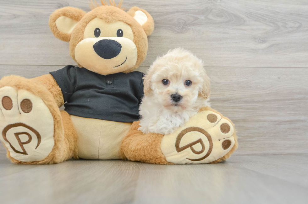 6 week old Maltipoo Puppy For Sale - Lone Star Pups