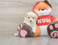 7 week old Maltipoo Puppy For Sale - Lone Star Pups