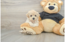 Cute Maltipoo Baby