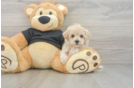 Maltipoo Puppy for Adoption