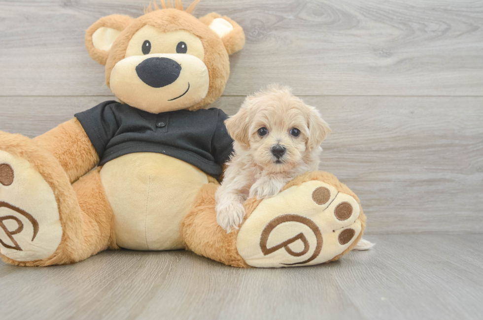 5 week old Maltipoo Puppy For Sale - Lone Star Pups