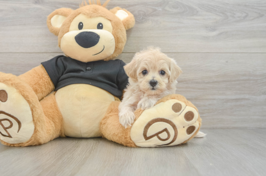 Maltipoo Puppy for Adoption
