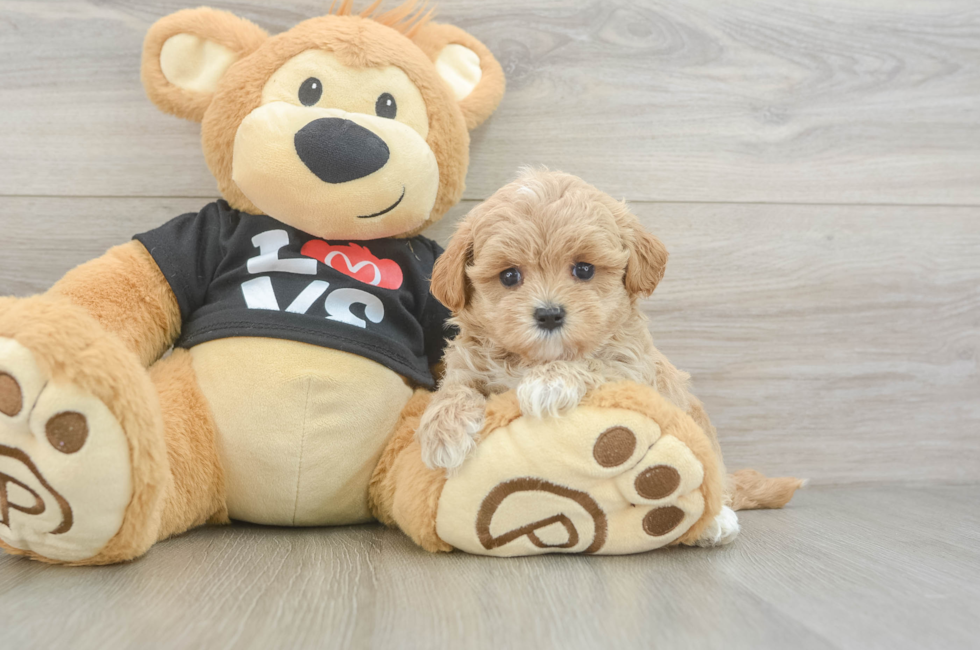 5 week old Maltipoo Puppy For Sale - Lone Star Pups