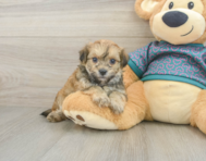 8 week old Maltipoo Puppy For Sale - Lone Star Pups