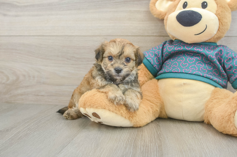 5 week old Maltipoo Puppy For Sale - Lone Star Pups