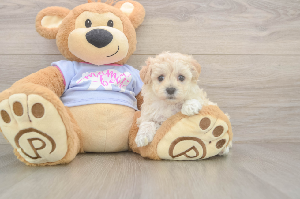 5 week old Maltipoo Puppy For Sale - Lone Star Pups