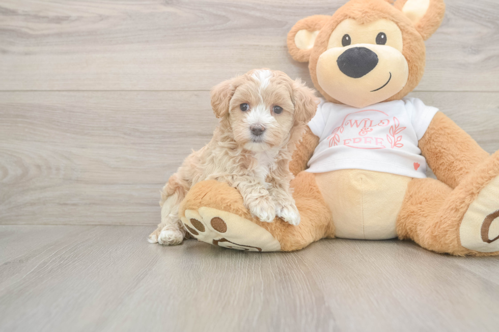 Meet Oatmeal - our Maltipoo Puppy Photo  1/3 - Lone Star Pups Small Maltipoo Baby