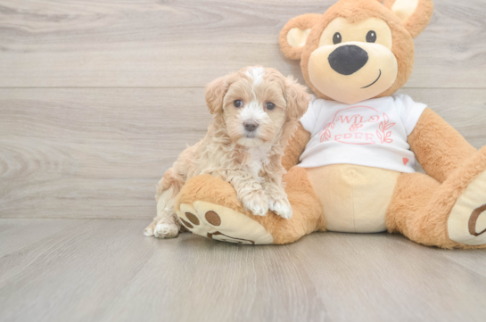 6 week old Maltipoo Puppy For Sale - Lone Star Pups Small Maltipoo Baby