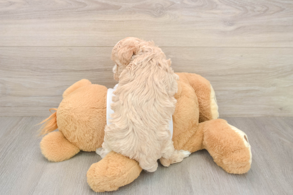 Meet Oatmeal - our Maltipoo Puppy Photo  3/3 - Lone Star Pups Best Maltipoo Baby