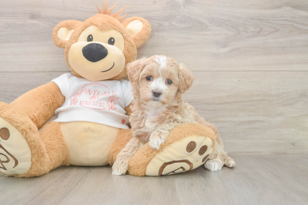 Meet Oatmeal - our Maltipoo Puppy Photo  2/3 - Lone Star Pups Petite Maltipoo Poodle Mix Pup