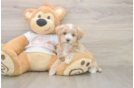 Meet Oatmeal - our Maltipoo Puppy Photo  2/3 - Lone Star Pups Petite Maltipoo Poodle Mix Pup